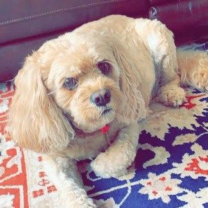 Meet your Posher, Sharon